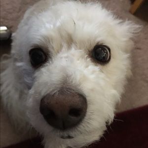 Meet your Posher, Char